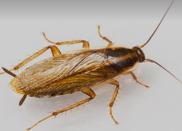 Divine Pest Control Enterprise LLC
