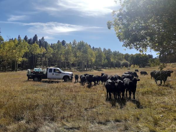Foothills Vegetation Management Inc