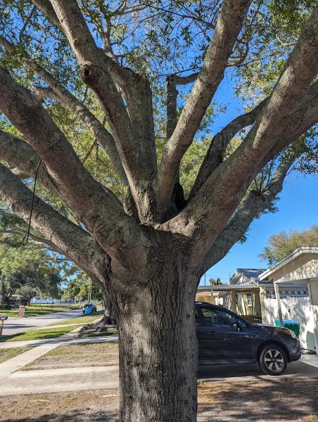 Oaks Tree Service