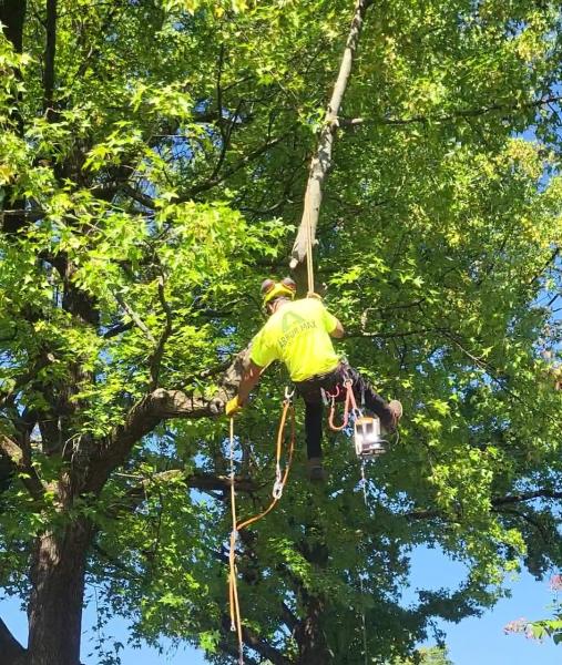 Arbor Max Tree Service