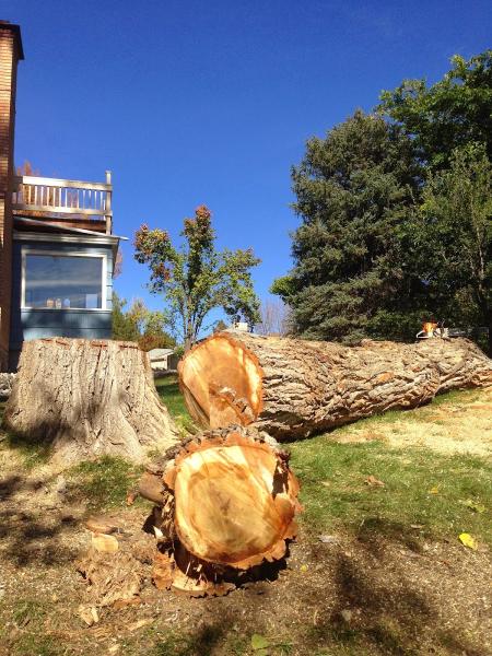 Big Horn Tree Service