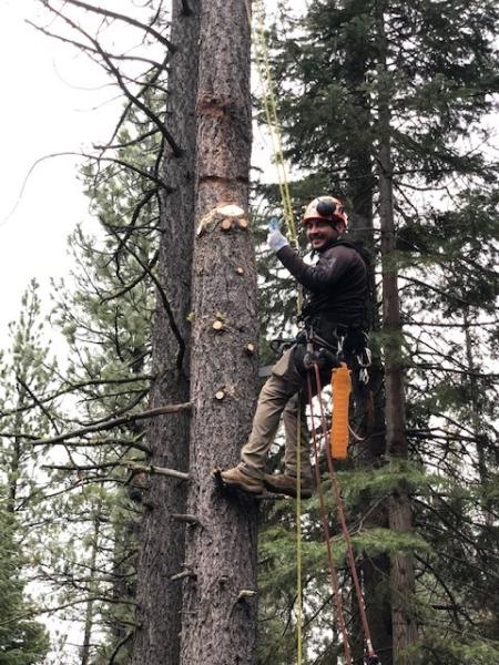 Alpen Tree Experts