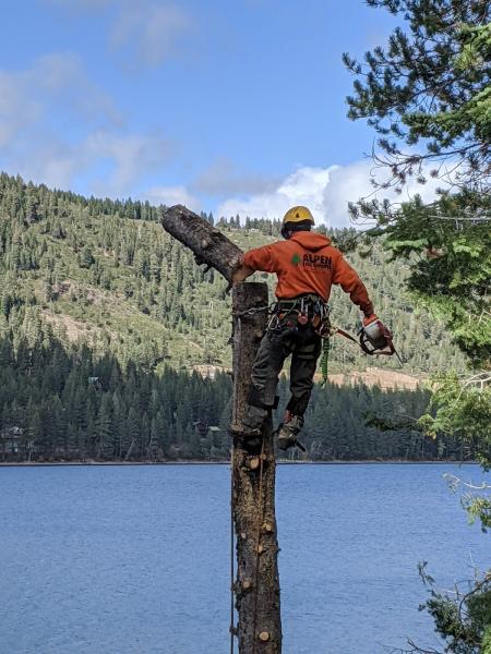 Alpen Tree Experts