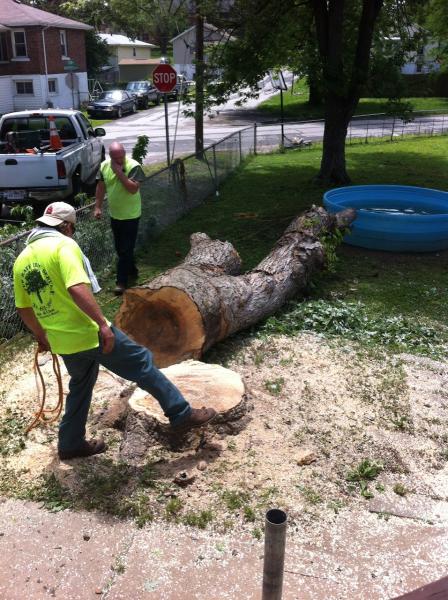 Better Rate Tree Services