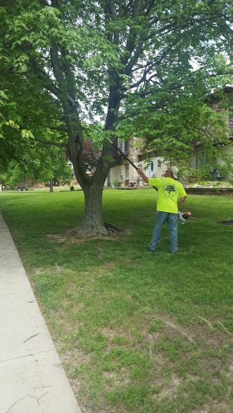 Better Rate Tree Services