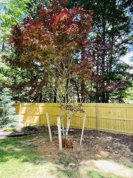 Green Leaves Tree Care Inc