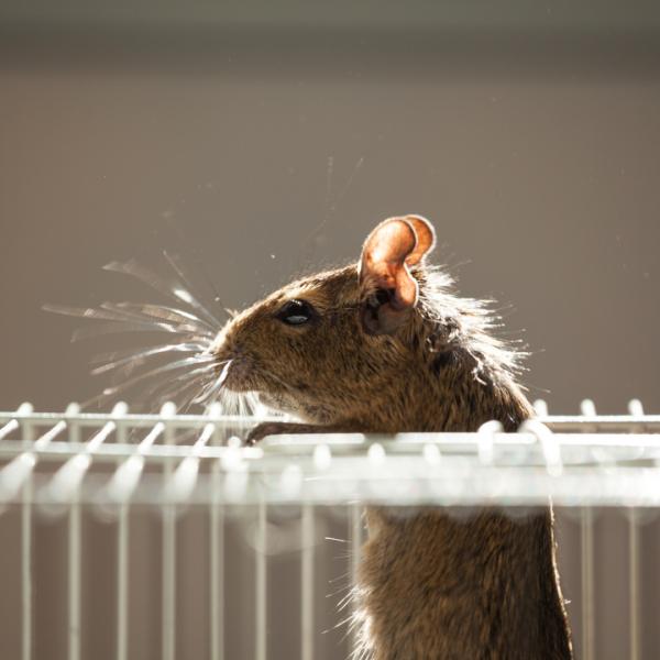 Catawba Wildlife Control LLC