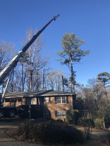 Craig Daniel Tree Services
