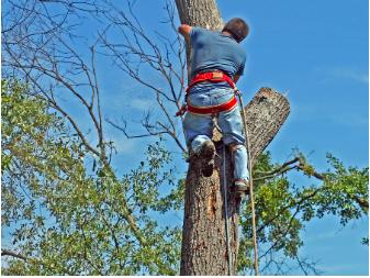 Fargo Tree Service