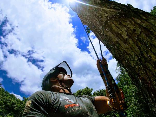 Spartan Tree Solutions