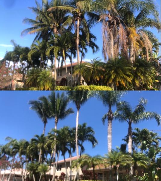 Lavinscape Trees & Landscaping