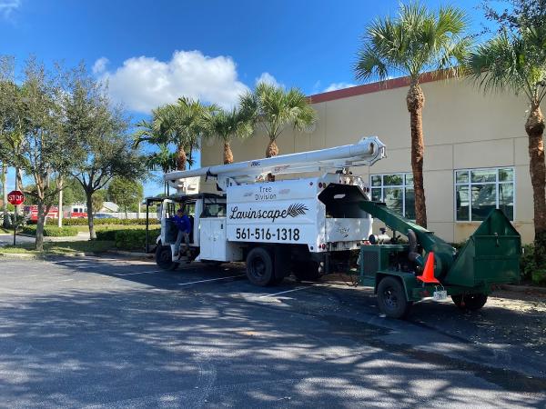 Lavinscape Trees & Landscaping