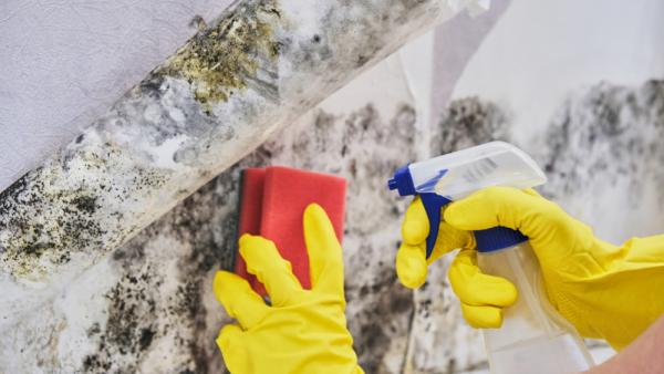 Water Damage & Mold by Drypro