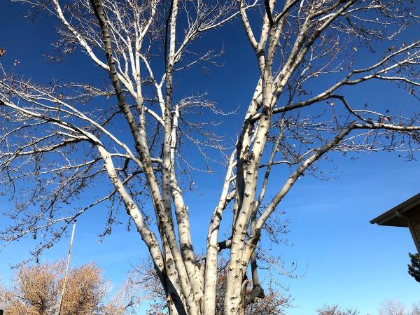 Expert Tree and Yard Service