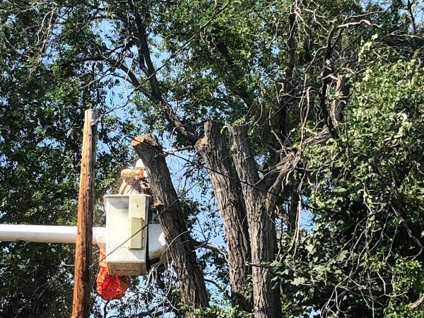 Expert Tree and Yard Service