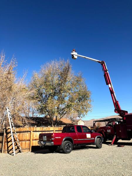 Expert Tree and Yard Service
