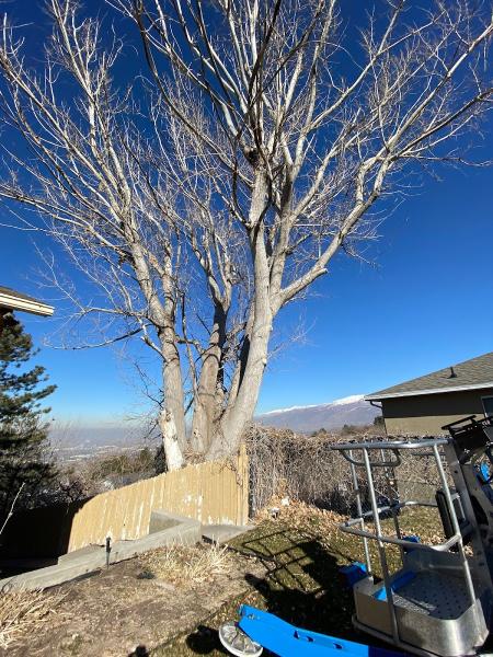 Nye's Tree Service