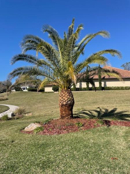 Maynard's Stump Grinding and Tree Service LLC