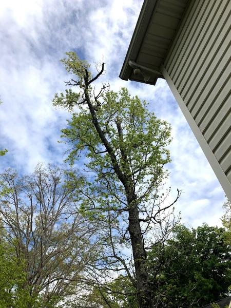 Knoxville Tree Constultants