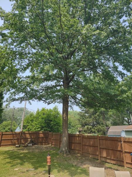 R&T Tree Experts