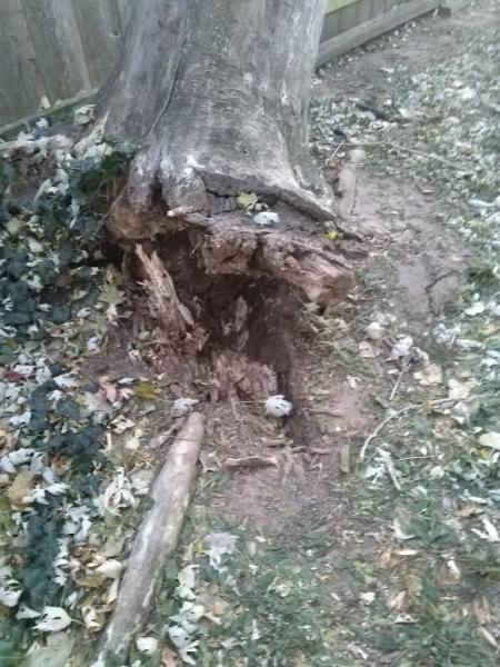 Curtis Thompson's Tree Service