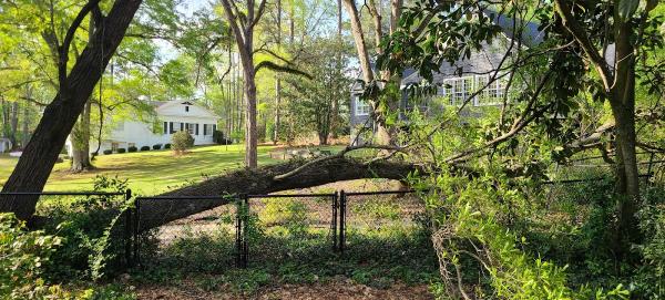 Garrett Tree & Landscape