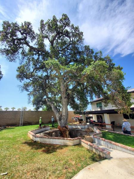 Nature's Tree Service
