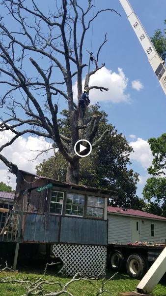 Ortiz Tree Service