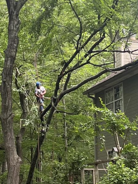 Ortiz Tree Service