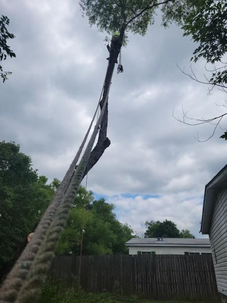 Ortiz Tree Service