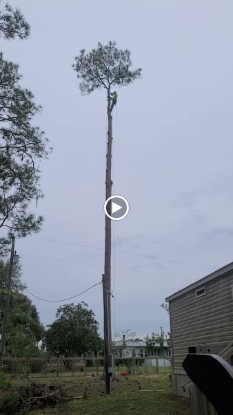 Trees For the Fallen