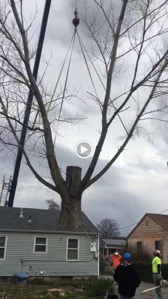 Hidden Oak Tree Care