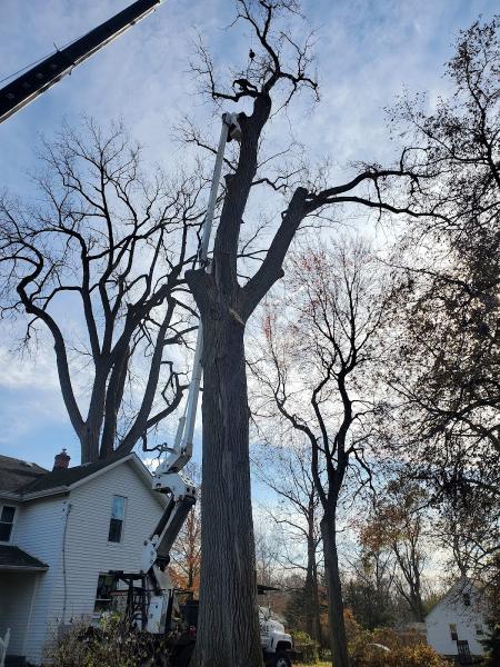 Roque Tree Service