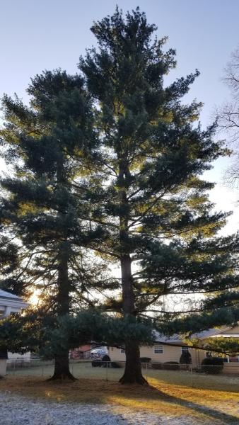 Roque Tree Service