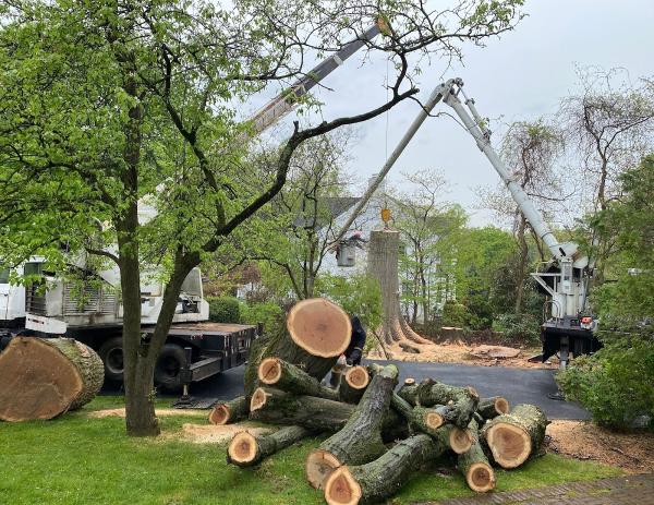 Neal's Tree Inc
