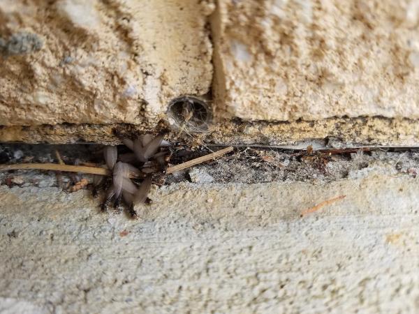 Sure Kill Pest Elimination