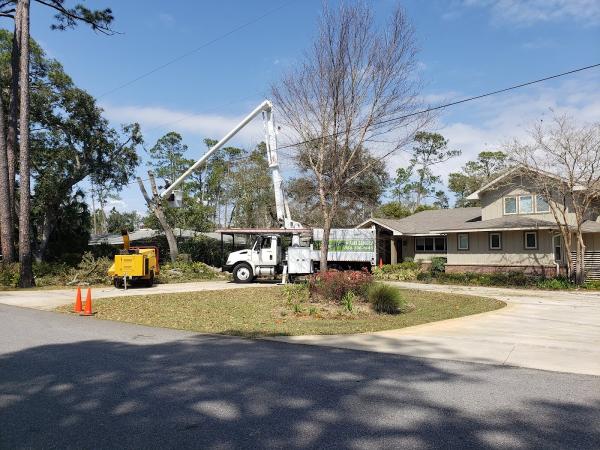 Cutchins Tree Service