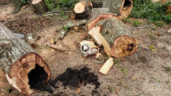 Cutchins Tree Service