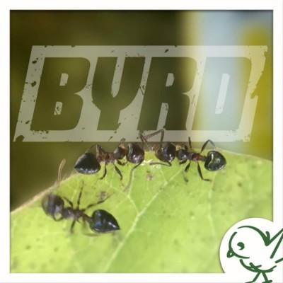 Byrd Pest Control