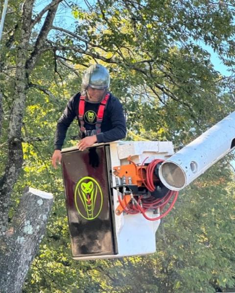 Python Tree Service LLC