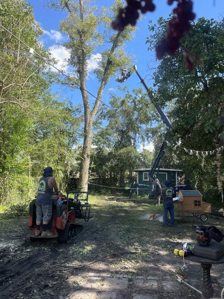 Genesis Tree Care