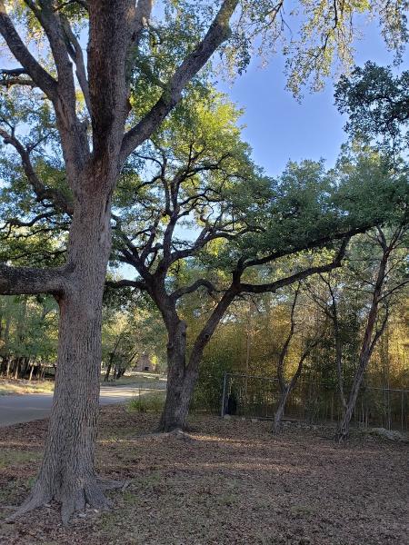 Casebolt Tree Care