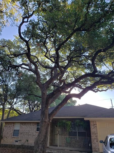 Casebolt Tree Care