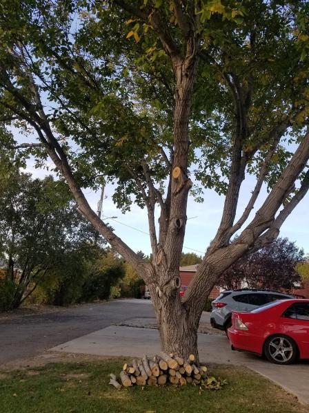 A Plus Affordable Tree Service