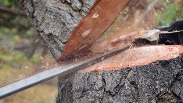A Plus Affordable Tree Service