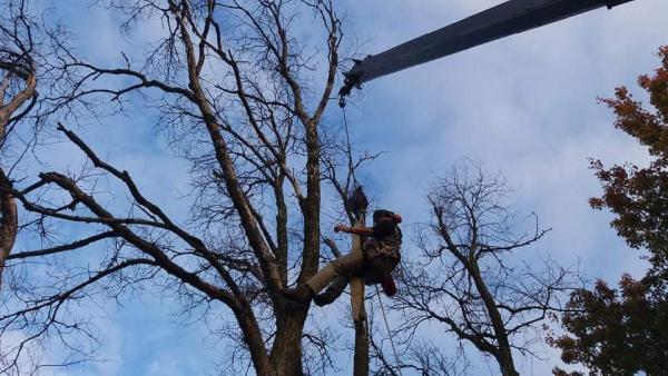 Hansen's Tree & Crane Service LLC