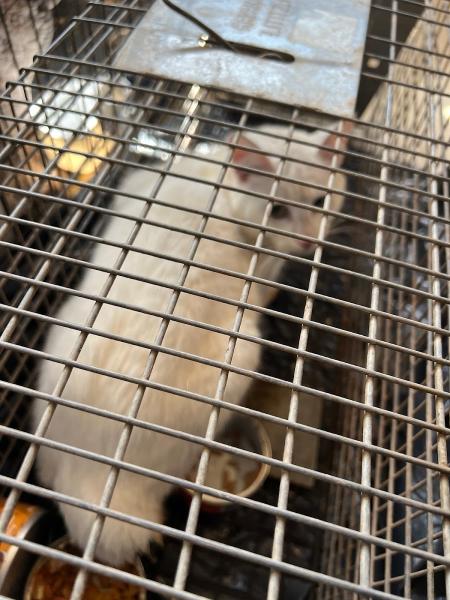 Critter Catcher