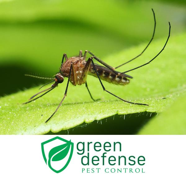Green Defense Pest Control