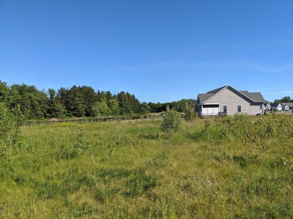 The Meadows