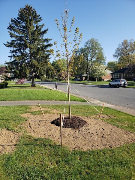 Martin Tree Service